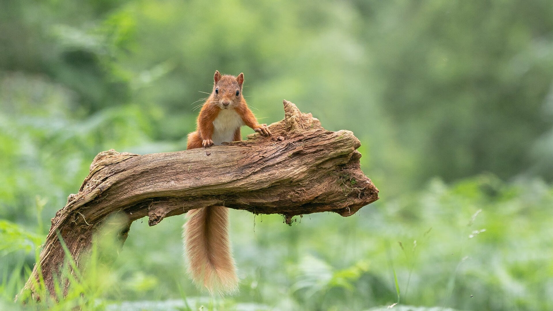 绿茵场上的双面叙事，苏格兰的战术铁幕与萨拉赫的破晓时刻